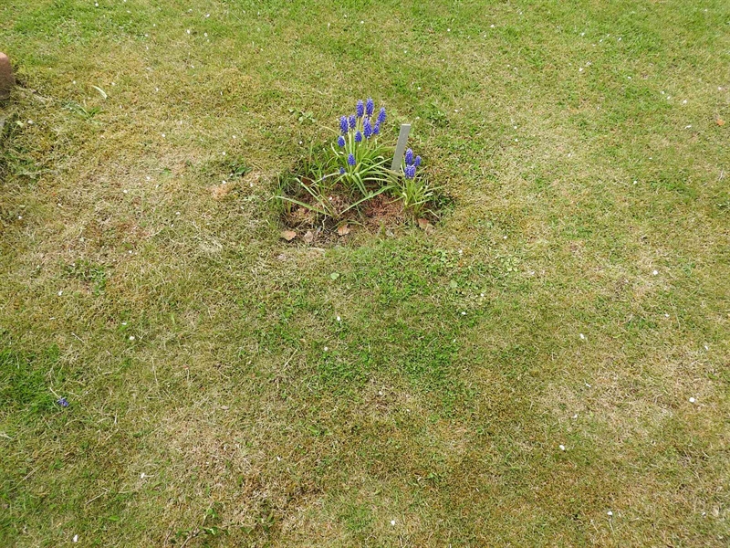 Gravnummer: BK K    50