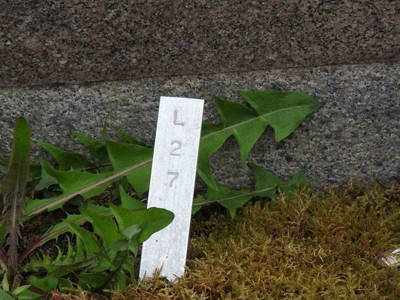 Gravnummer: BK L    27