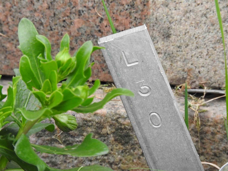 Gravnummer: BK L    30