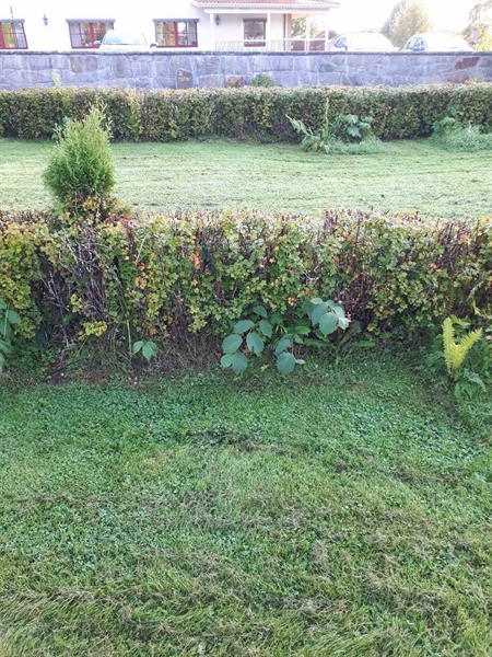 Hautatunnus: NK F G   209