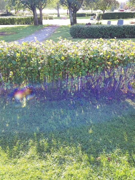 Hautatunnus: NK F B    84