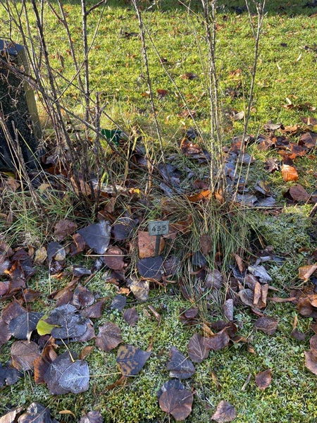 Gravnummer: GK A 3   435