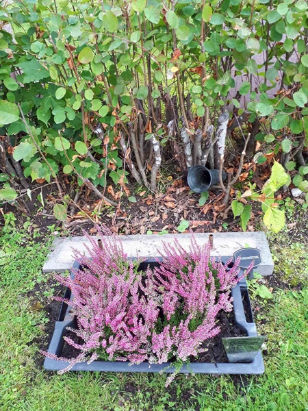 Hautatunnus: NK F B     9