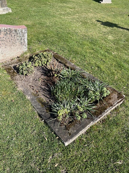 Hautatunnus: Vårv Kv3   145+146