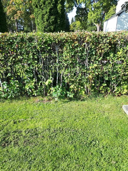 Hautatunnus: NK F G   226