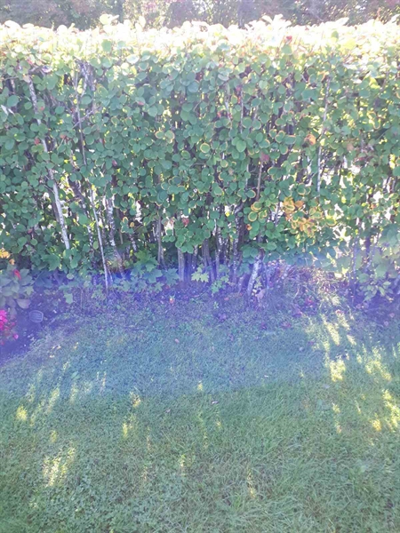 Grave number: NK F G   281