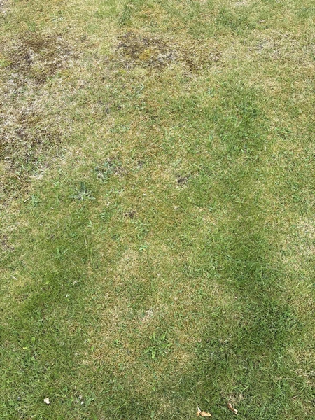 Grave number: SKF A   259