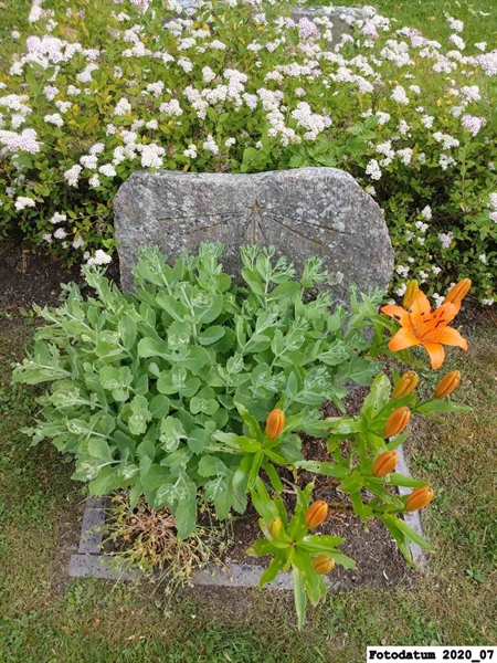 Grave number: 1 H M   118