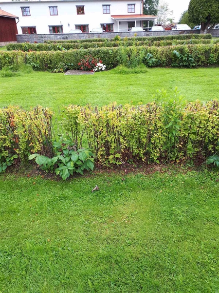 Hautatunnus: NK F G   155