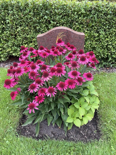 Grave number: 1 NC    73
