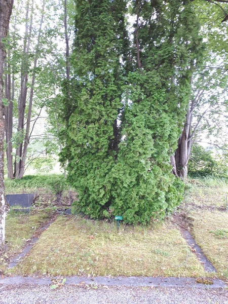 Hautatunnus: GK F 5   476