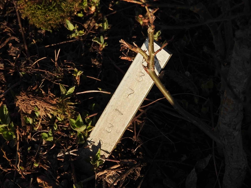 Hautatunnus: GK VÄ    37-38