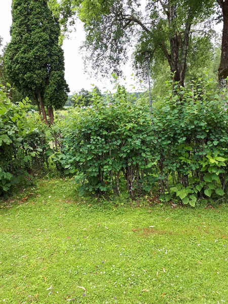 Gravnummer: GK F 5   603